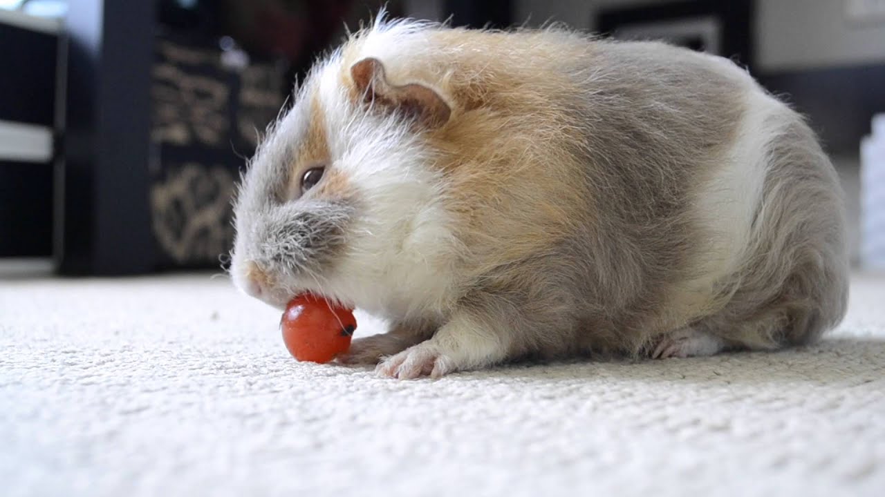 Guinea Pig Introduction | The Sassy Cavys