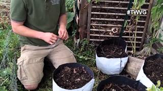 Growing Carrots in Containers - Quick Tip