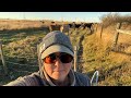 Odd Jobs Before Freeze Up. Cows are Settled In.