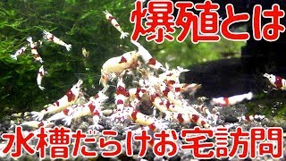 【レッドビーシュリンプ】シュリンプブリーダーお宅訪問　爆殖とはー【アクアリウム】