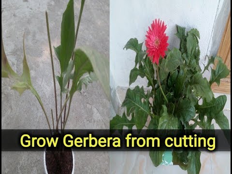 Como crescer Gerbera de corte
