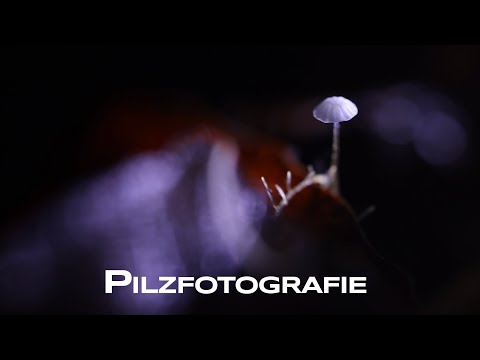 How to photograph mushrooms with a flashlight: A tutorial