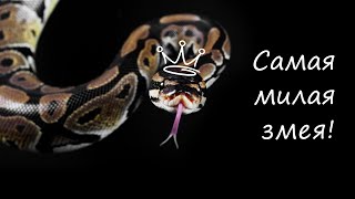 Королевский питон - самая спокойная змея! Как перестать бояться змей.