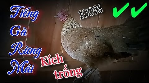 Suab poj qaib qus seev zoo 💯 ||  Tiếng Gà rừng mái kêu gọi trống chuẩn 100%✔✔
