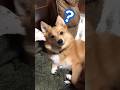 寝起きに話しかけられるポメコギ