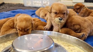 Puppies Get Extremely Messy Eating Their First Meal...