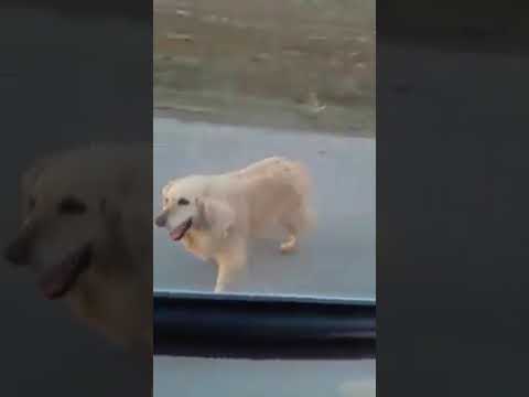 Video: Hayvan Barınağında Küçük Sandıkta “Sevilen ve Sevilen” Köpek Terk Edildi