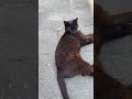Какая встреча 🌹… #песня #черныйкот #котэ #улыбнись #агутин