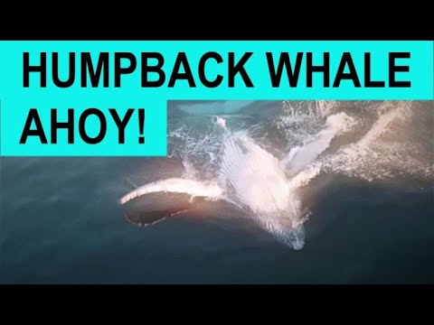 AMAZING sailing WHALE HUNT - watch to end - Ep 98