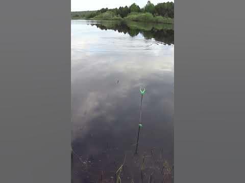 УДОЧКА ОЗЕРО НА ПОПЛАВОК #озеро #рыба #рыбалка #shorts - YouTube