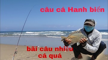 câu biển gần bờ trúng cá Hanh lớn với cá Bè Chang lúc buổi trưa đẹp / fishing beach /