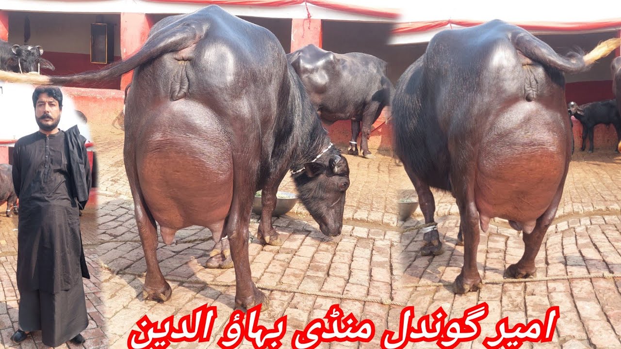 امیر گوندل منڈی بہاؤ الدین 5 بھینسیں برائے فروخت 25 فروری 2026 karnana channel