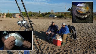 ΚΥΝΗΓΙ ΣΑΡΓΟΥ ΚΑΙ ΤΑ ΜΥΣΤΙΚΑ ΤΟΥ/ ΑΝΑΛΥΣΗ ΠΑΡΕΑ ΜΕ ΤΟΝ ΔΗΜΟ + ΣΑΡΓΟΣΟΥΠΑ