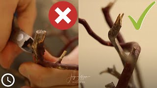 My #1 PRO TIP for DRIFTWOOD in AQUARIUM