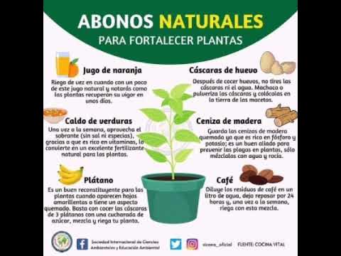 Como funcionan los estomas en las plantas