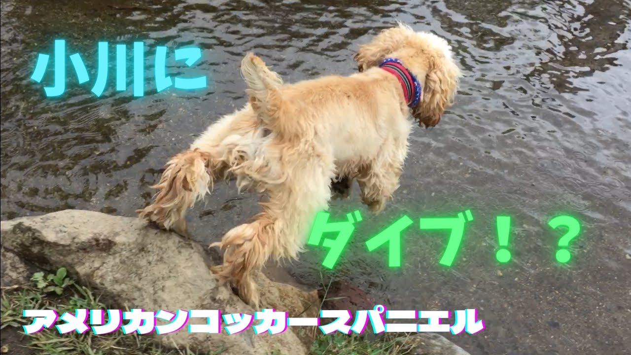 初めてのお泊り旅行1日目！アメコカ8ヶ月