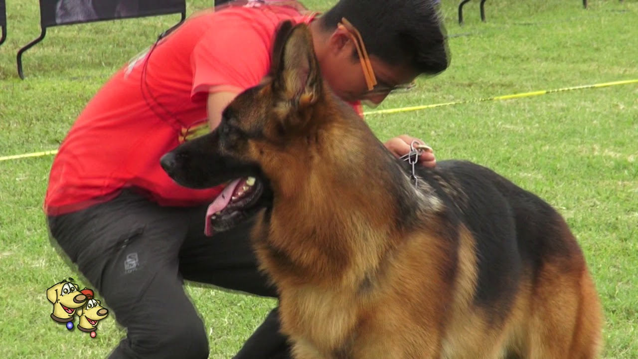 Competencia de belleza machos pastor alemán parte 1