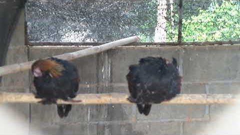 (Qaib qus100% leej twg xav tau hu tau rau 097-9521392 yeej)ไก่ป่า100%สนใจติดต่อ097-9521392 เย้ง..(2)