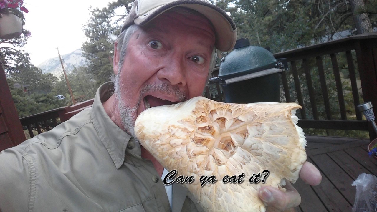 Giant Sawgill Foodie Adventure (Neolentinus ponderosus)