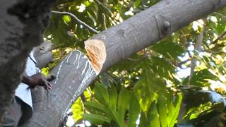 79 Yr Old Haitian Man Chops Down Breadfruit (Lam) Tree with Machete