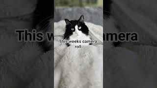 camera roll #fypシ