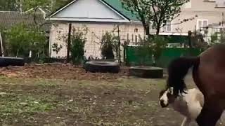 Дружба собаки и лошадки. Тhe #dog and the #horse are playing #friendship