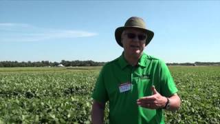 Soybean School  - The Rotational Approach to P Needs in Soybeans