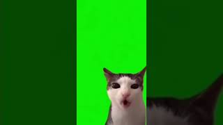 Cat eating meme cracking sound #cat #catmemes