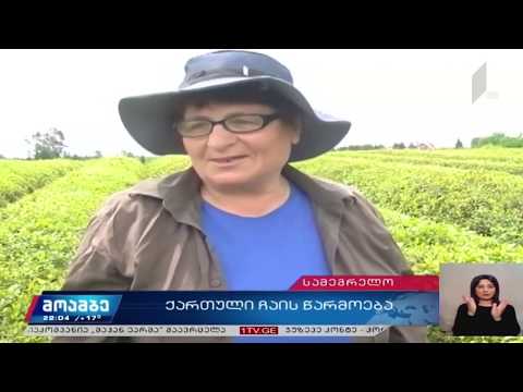 წალენჯიხაში ჩაის კრეფის და გადამუშავების პროცესი მიმდინარეობს