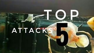 Top 5 oscar fish attacks Resimi