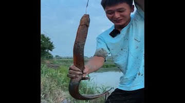 Thần Lươn và những con Lươn to bự, xem quá đã, Thủy Hầu Tử Bắt Lươn Phần 119