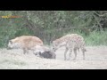 Spotted hyenas playing with their cubs // Wild Extracts