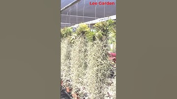 Cây không khí tóc tiên