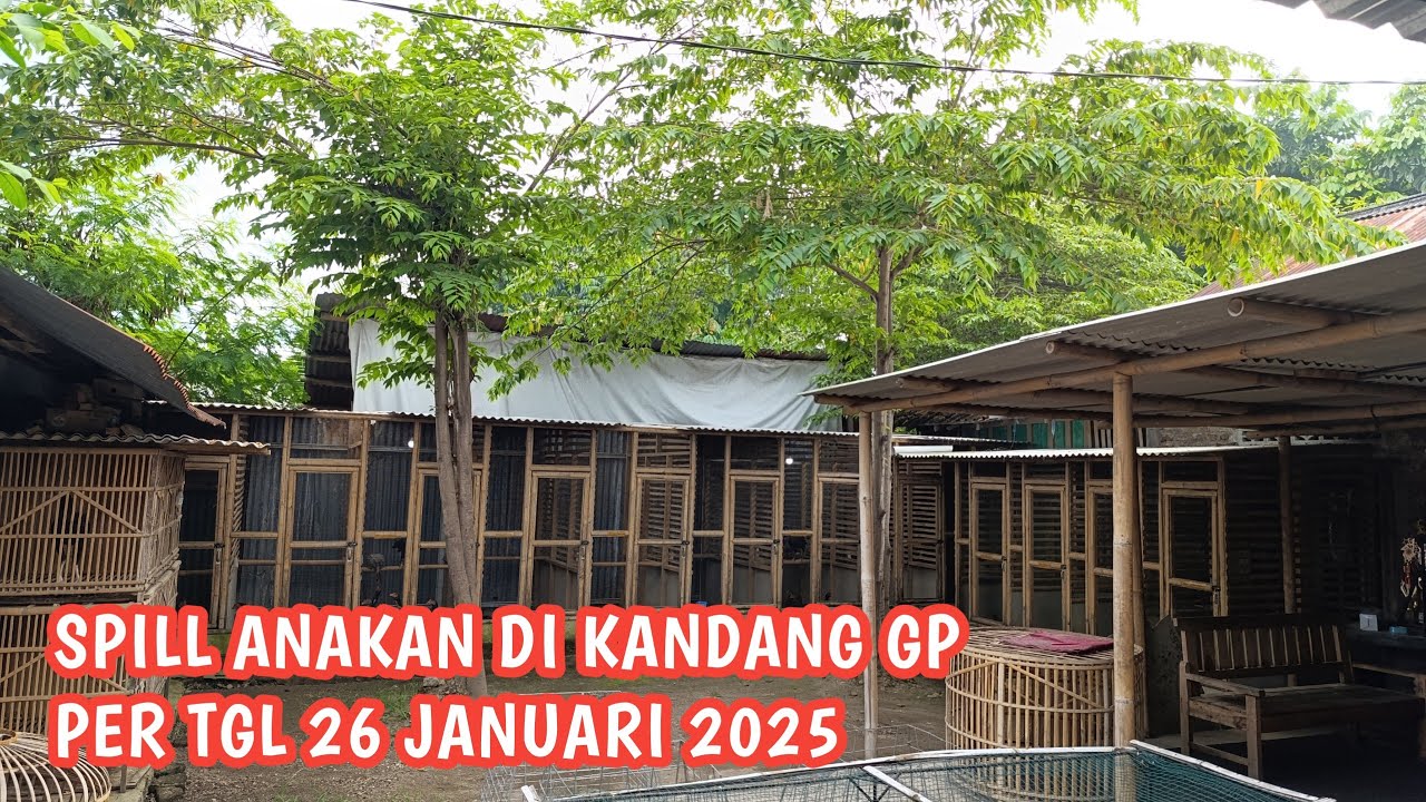 REVIEW ANAKAN DARI UMUR 2 BULAN - 7 BLN