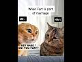 cat memes  😻 | #spongebob