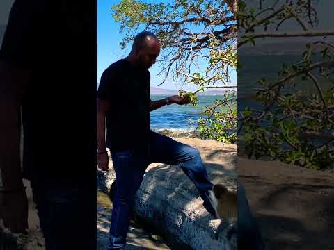 Éthiopie Exploring Ethiopia S Colorful City Hawassa Hawassa Monkey