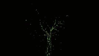 Tree Of Life PART 1 Green on Black | 1 Hour Live Wallpaper