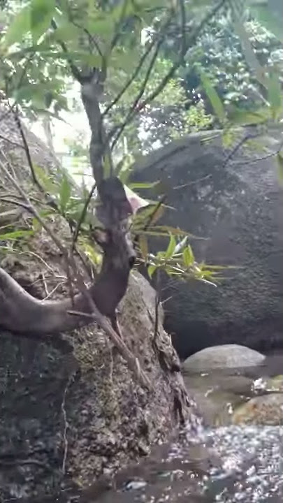 Cool river steam in Malaysia - Air sungai jernih dan sejuk di Kuala Kubu