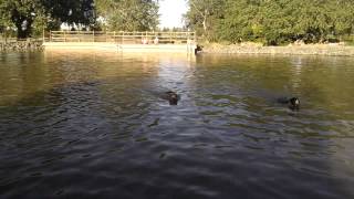 Diego learned how to swim