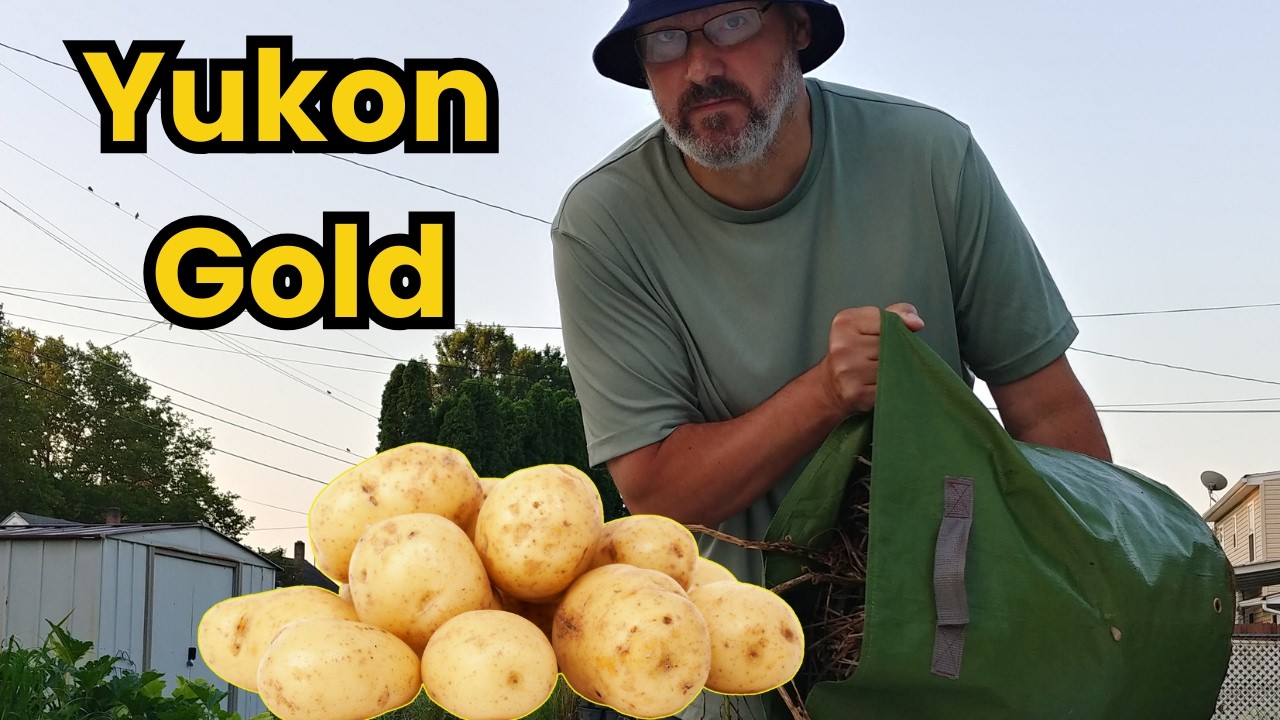 Our BIG Yukon Gold Potato Harvest!