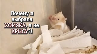 Почему ХОМЯК а не КРЫСА