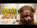 Cutest Pets Ever! Dogs & Cats Pure Joy Compilation