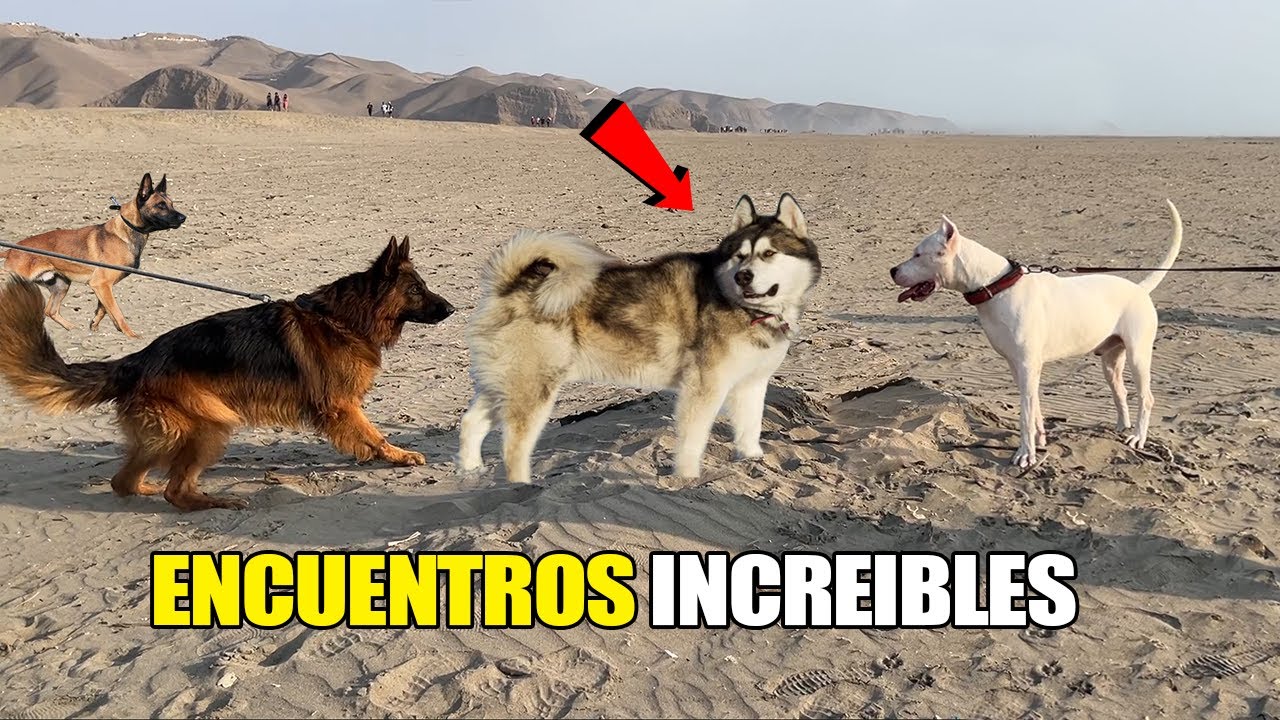 Bonita caminata de verano - Alaskan malamute, Dogo Argentino, Pastor alemán, Pastor belga y mas!! 🐶🦮