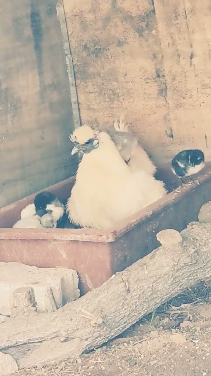🐥 맘 빈답, 치킨 사료 관리 꿀팁!