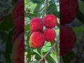 Beautiful Fruits Rural Life 🥝 #failtruck #satisfying #nature #shortvideo 096