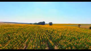 sunflower farming drone shot