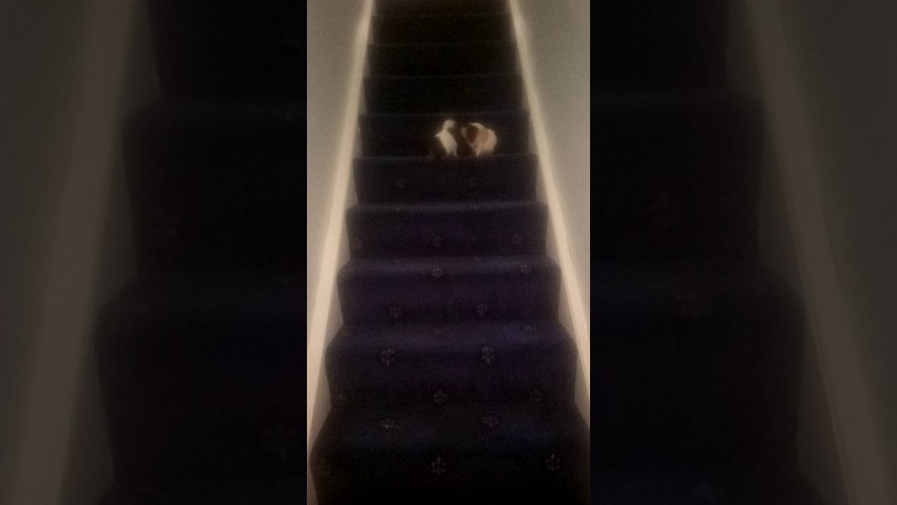 Guinea pigs climbing stairs YouTube