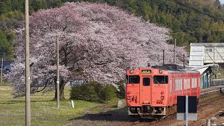 ＜彩前線２０２２＞鉄路彩る桜　豊岡・JR竹野駅