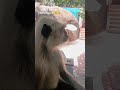 #hamara #trikut #pahad #ka #Hanumanji #shorts #trending #viral #video #like #subscribe 🐒🐒🐒🐒🐒😘😘😘