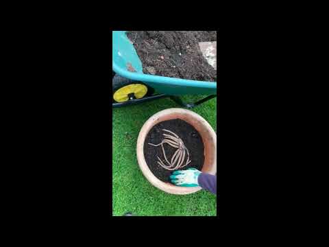 Vídeo: Foxtail Lily Care - Como plantar lírios Foxtail